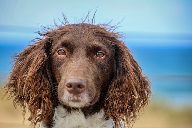 Hondje 1