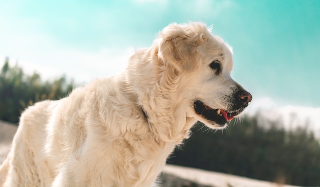 Hondje 2