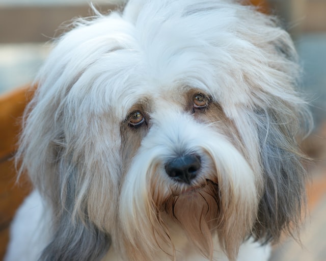 Hondje 3